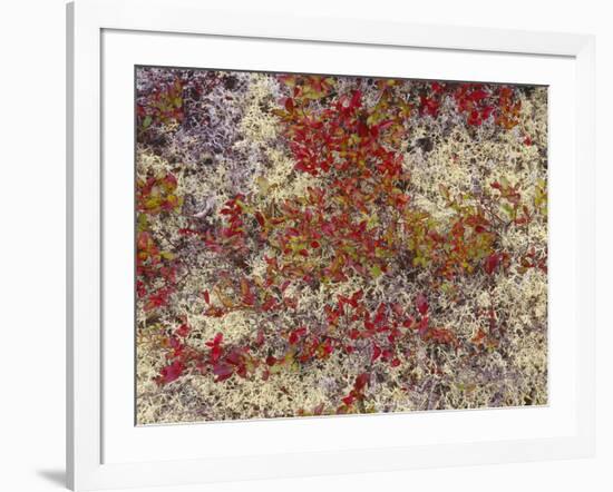 Maine, Acadia National Park, Fall Colored Shrubs and Lichen Near Otter Point-John Barger-Framed Photographic Print