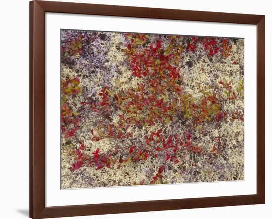 Maine, Acadia National Park, Fall Colored Shrubs and Lichen Near Otter Point-John Barger-Framed Photographic Print