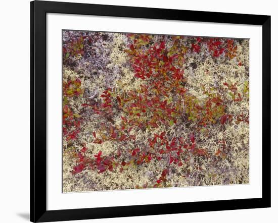 Maine, Acadia National Park, Fall Colored Shrubs and Lichen Near Otter Point-John Barger-Framed Photographic Print
