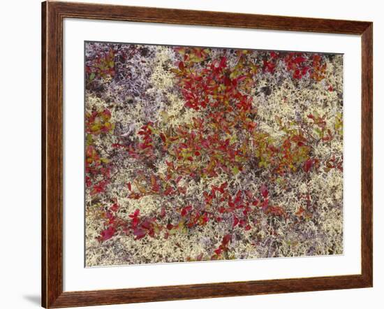 Maine, Acadia National Park, Fall Colored Shrubs and Lichen Near Otter Point-John Barger-Framed Photographic Print