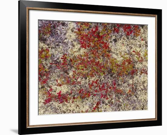 Maine, Acadia National Park, Fall Colored Shrubs and Lichen Near Otter Point-John Barger-Framed Photographic Print