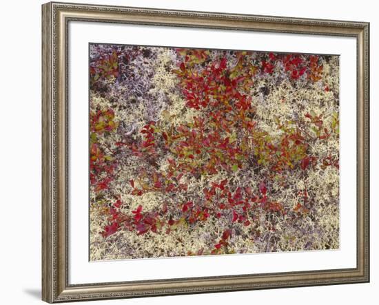 Maine, Acadia National Park, Fall Colored Shrubs and Lichen Near Otter Point-John Barger-Framed Photographic Print