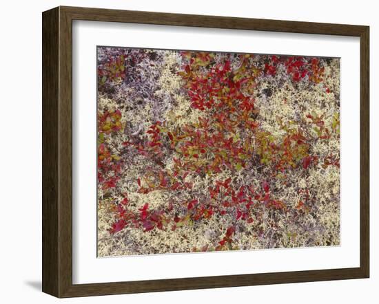 Maine, Acadia National Park, Fall Colored Shrubs and Lichen Near Otter Point-John Barger-Framed Photographic Print