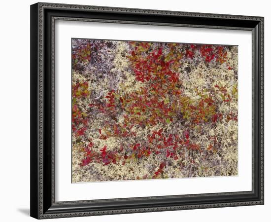 Maine, Acadia National Park, Fall Colored Shrubs and Lichen Near Otter Point-John Barger-Framed Photographic Print