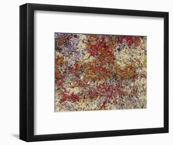 Maine, Acadia National Park, Fall Colored Shrubs and Lichen Near Otter Point-John Barger-Framed Photographic Print