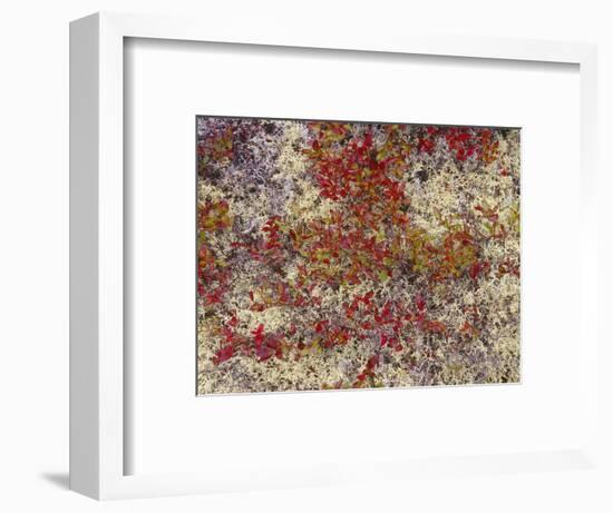 Maine, Acadia National Park, Fall Colored Shrubs and Lichen Near Otter Point-John Barger-Framed Photographic Print