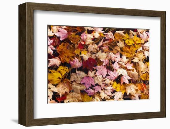 Maine, Acadia National Park, Fall Leaves with Water Drops in Acadia National Park-Joanne Wells-Framed Photographic Print