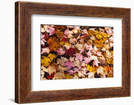 Maine, Acadia National Park, Fall Leaves with Water Drops in Acadia National Park-Joanne Wells-Framed Photographic Print