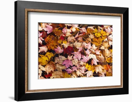 Maine, Acadia National Park, Fall Leaves with Water Drops in Acadia National Park-Joanne Wells-Framed Photographic Print