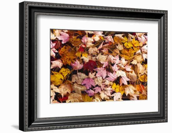 Maine, Acadia National Park, Fall Leaves with Water Drops in Acadia National Park-Joanne Wells-Framed Photographic Print