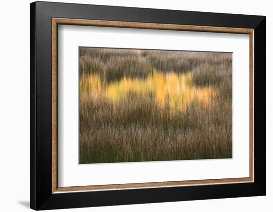 Maine, Acadia National Park, Fall Reflections in the Marsh-Joanne Wells-Framed Photographic Print