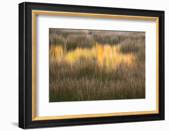 Maine, Acadia National Park, Fall Reflections in the Marsh-Joanne Wells-Framed Photographic Print