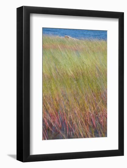 Maine, Acadia National Park. Reeds Blurred and Blowing from Wind Near Jordan Pond-Judith Zimmerman-Framed Photographic Print