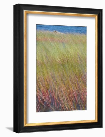 Maine, Acadia National Park. Reeds Blurred and Blowing from Wind Near Jordan Pond-Judith Zimmerman-Framed Photographic Print