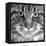 Maine Coon Cat Close-Up of Face-null-Framed Premier Image Canvas