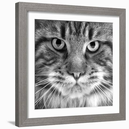 Maine Coon Cat Close-Up of Face-null-Framed Photographic Print