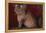 Maine Coon Cat on Chair-DLILLC-Framed Premier Image Canvas