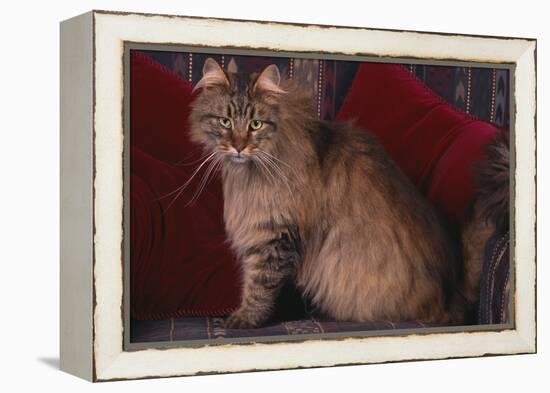 Maine Coon Cat on Chair-DLILLC-Framed Premier Image Canvas