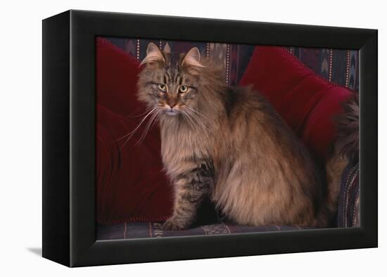 Maine Coon Cat on Chair-DLILLC-Framed Premier Image Canvas