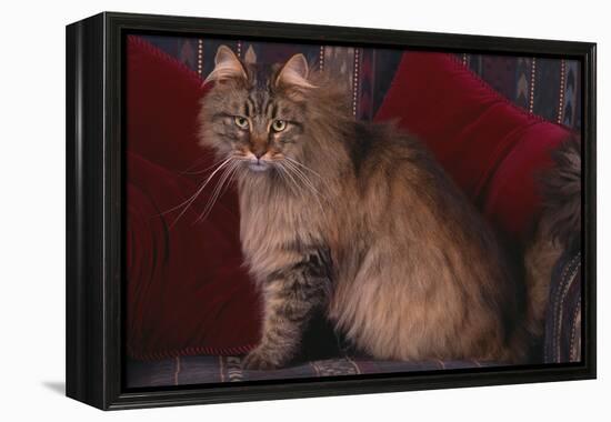 Maine Coon Cat on Chair-DLILLC-Framed Premier Image Canvas