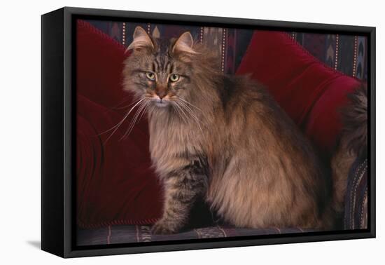 Maine Coon Cat on Chair-DLILLC-Framed Premier Image Canvas