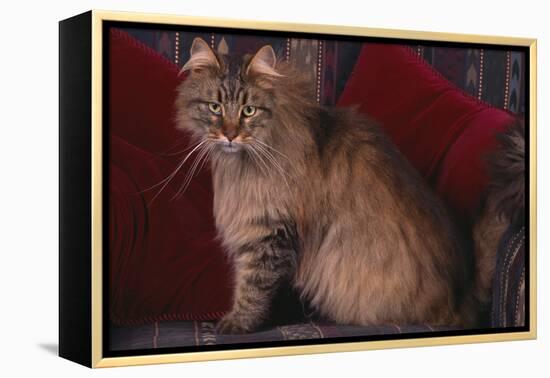 Maine Coon Cat on Chair-DLILLC-Framed Premier Image Canvas