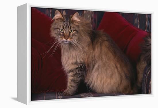 Maine Coon Cat on Chair-DLILLC-Framed Premier Image Canvas