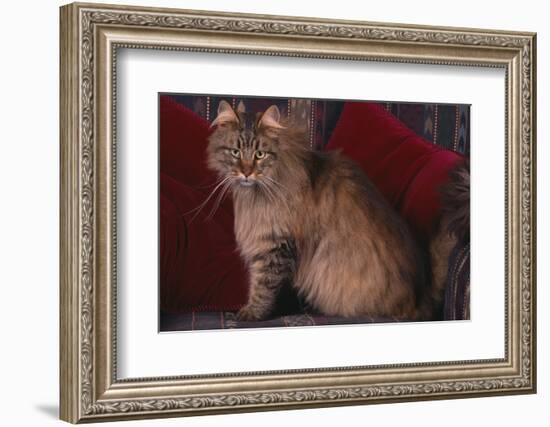 Maine Coon Cat on Chair-DLILLC-Framed Photographic Print