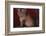 Maine Coon Cat on Chair-DLILLC-Framed Photographic Print