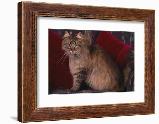 Maine Coon Cat on Chair-DLILLC-Framed Photographic Print