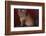 Maine Coon Cat on Chair-DLILLC-Framed Photographic Print