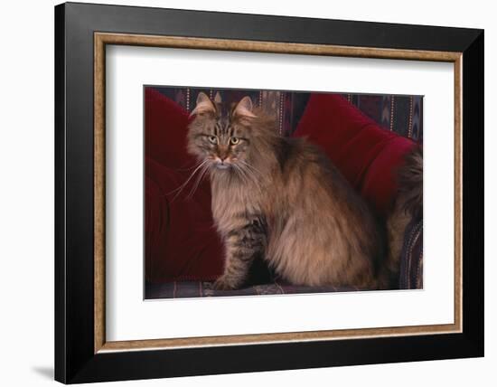 Maine Coon Cat on Chair-DLILLC-Framed Photographic Print