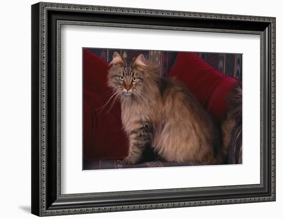 Maine Coon Cat on Chair-DLILLC-Framed Photographic Print