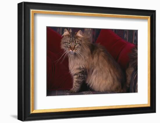 Maine Coon Cat on Chair-DLILLC-Framed Photographic Print