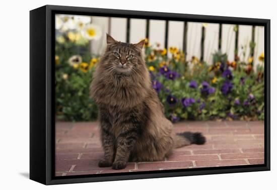 Maine Coon Cat on Sidewalk-DLILLC-Framed Premier Image Canvas