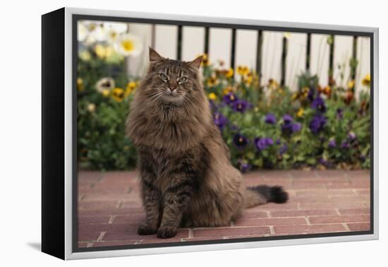 Maine Coon Cat on Sidewalk-DLILLC-Framed Premier Image Canvas