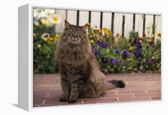 Maine Coon Cat on Sidewalk-DLILLC-Framed Premier Image Canvas