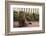 Maine Coon Cat on Sidewalk-DLILLC-Framed Photographic Print