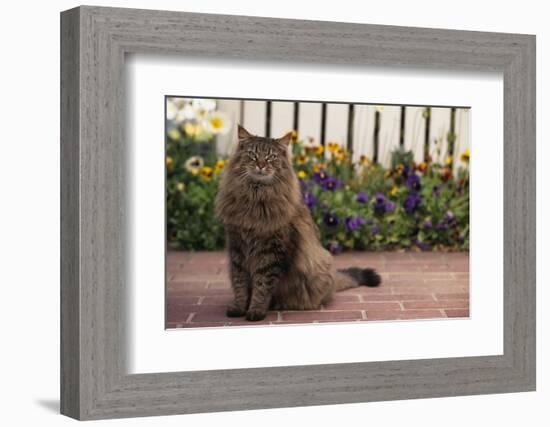 Maine Coon Cat on Sidewalk-DLILLC-Framed Photographic Print