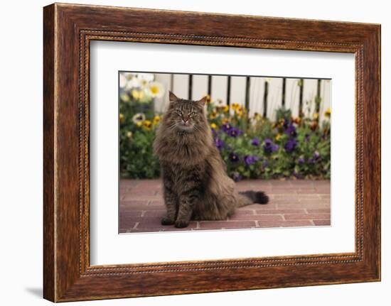 Maine Coon Cat on Sidewalk-DLILLC-Framed Photographic Print