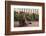 Maine Coon Cat on Sidewalk-DLILLC-Framed Photographic Print