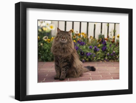 Maine Coon Cat on Sidewalk-DLILLC-Framed Photographic Print