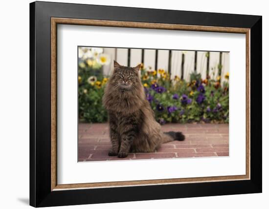 Maine Coon Cat on Sidewalk-DLILLC-Framed Photographic Print