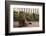 Maine Coon Cat on Sidewalk-DLILLC-Framed Photographic Print