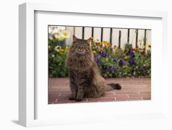 Maine Coon Cat on Sidewalk-DLILLC-Framed Photographic Print