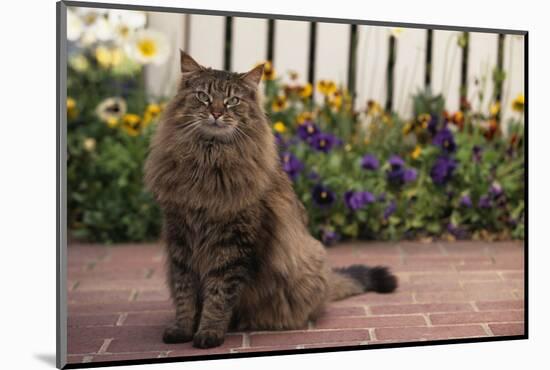 Maine Coon Cat on Sidewalk-DLILLC-Mounted Photographic Print