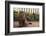 Maine Coon Cat on Sidewalk-DLILLC-Framed Photographic Print