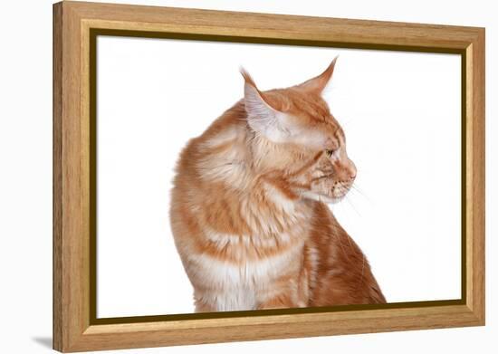 Maine Coon Cat-Fabio Petroni-Framed Premier Image Canvas