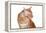 Maine Coon Cat-Fabio Petroni-Framed Premier Image Canvas