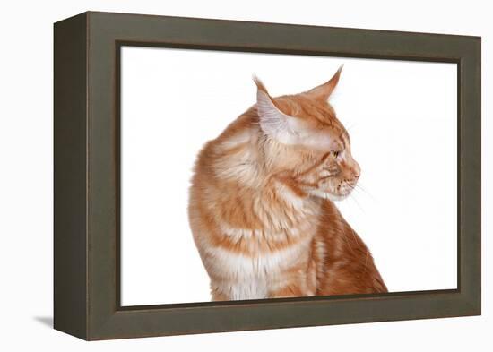 Maine Coon Cat-Fabio Petroni-Framed Premier Image Canvas